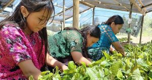 GTF news June, 2025